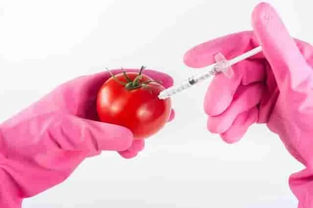 La revolución de la biotecnología en la producción de alimentos y su impacto en la seguridad alimentaria.